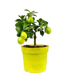 Лимон Цитрофортунелла D12 H25