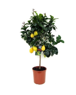 Лимонное дерево D32 H180