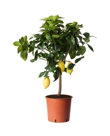 Лимонное дерево D21 H70