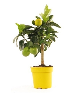 Лимонное дерево D15 H45