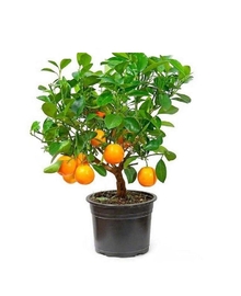 Апельсиновое дерево D21 H60
