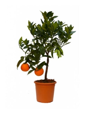 Апельсиновое дерево D21 H90
