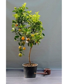 Апельсиновое дерево D45 H180