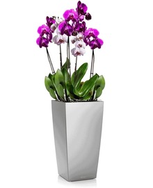 Орхидея Фаленопсис + CUBICO (H-75)