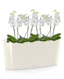 Орхидея Фаленопсис мини + DELTA 20 (H-40)