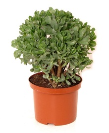 Крассула Арборесценс Кристата (Crassula Arborescens Cristaat) D30 H55