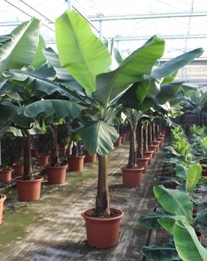 Банановая пальма Муса (Musa) Tropicana D45 H220