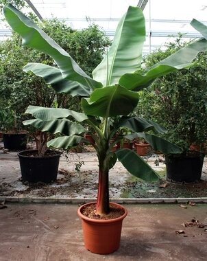 Банановая пальма Муса (Musa) Tropicana D35 H170