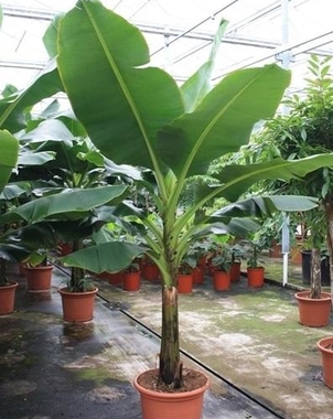 Банановая пальма Муса (Musa) Tropicana D50 H260