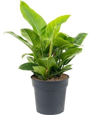Филодендрон (Philodendron) Империал Грин D17 H50
