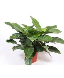 Филодендрон (Philodendron) Империал Грин D35 H100