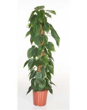 Филодендрон (Philodendron) Сканденс D23 H120