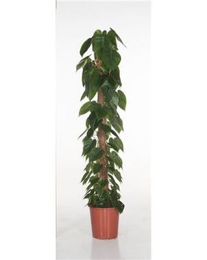 Филодендрон (Philodendron) Сканденс D27 H150