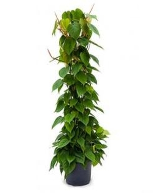 Филодендрон (Philodendron) Сканденс D32 H180