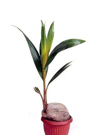 Кокосовая пальма (Cocos nucifera) D15 H50