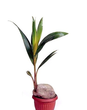 Кокосовая пальма (Cocos nucifera) D15 H50