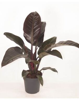Филодендрон (Philodendron) Империал Рэд D17 H50