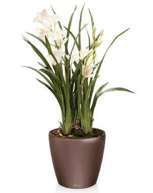 Орхидея Цимбидиум в кашпо CLASSICO LS