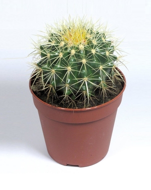 Эхинокактус Грузони (Echinocactus Grusonii) D9 H12