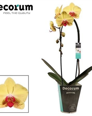 Фаленопсис 1st Cascade Goldion (Phalaenopsis) D12 H50