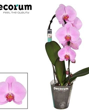 Фаленопсис 1st Cascade Pink Naomi (Phalaenopsis) D12 H50
