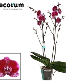 Фаленопсис 2st Branched Opium (Phalaenopsis) D15 H100