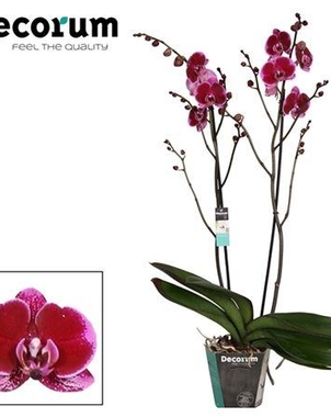 Фаленопсис 2st Branched Opium (Phalaenopsis) D15 H100