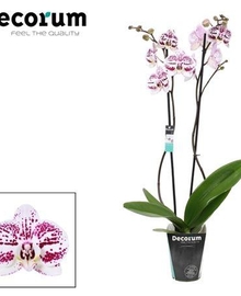 Фаленопсис 2st Decoration (Phalaenopsis) D12 H70