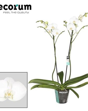 Фаленопсис 2st Frederique Branched (Phalaenopsis) D15 H100