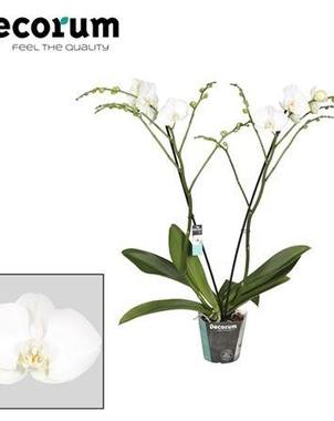 Фаленопсис 2st Frederique Heavy Branched (Phalaenopsis) D15 H100