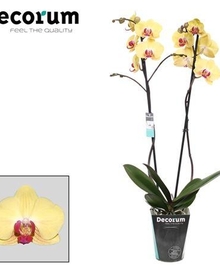 Фаленопсис 2st Goldion (Phalaenopsis) D12 H60