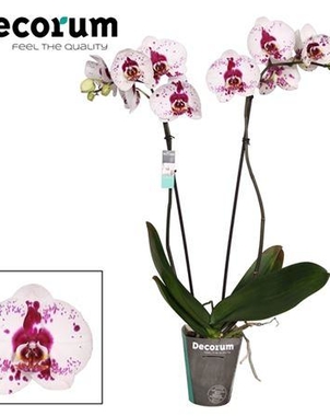 Фаленопсис 2st Picasso (Phalaenopsis) D12 H70