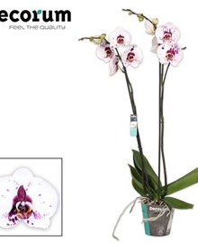 Фаленопсис 2st Picasso (Phalaenopsis) D15 H100
