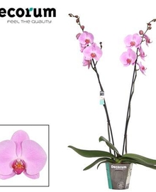 Фаленопсис 2st Pink Naomi (Phalaenopsis) D15 H100