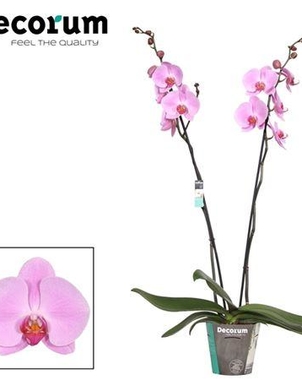 Фаленопсис 2st Pink Naomi (Phalaenopsis) D15 H100