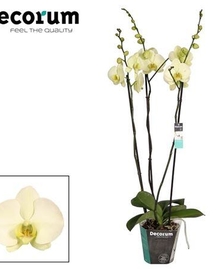 Фаленопсис 3st Evergreen (Phalaenopsis) D15 H100
