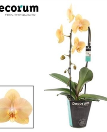Фаленопсис Cascade 1st Golden Treasure (Phalaenopsis) D12 H50