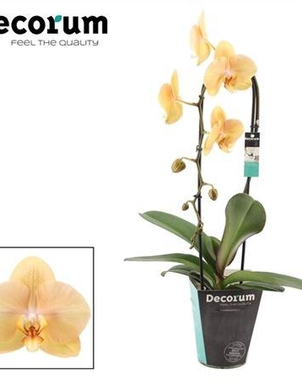 Фаленопсис Cascade 1st Golden Treasure (Phalaenopsis) D12 H50