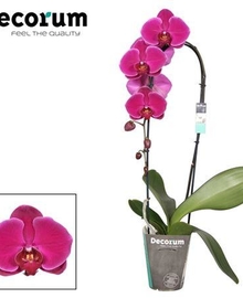 Фаленопсис Cascade 1st Purple (Phalaenopsis) D12 H50