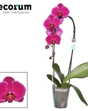Фаленопсис Cascade 1st Purple (Phalaenopsis) D12 H50