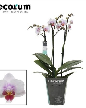 Фаленопсис Multi 3st Sweetheart (Phalaenopsis) D12 H50
