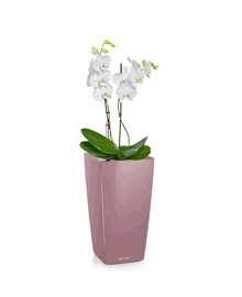 Орхидея Фаленопсис + MAXI-CUBI (H-50)