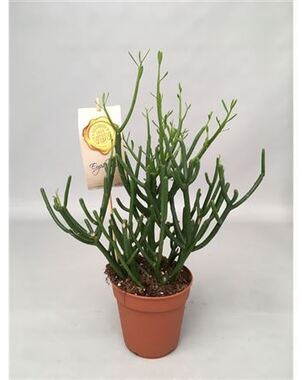 Молочай Тирукалли (Euphorbia tirucalli) D12 H25