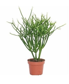 Молочай Тирукалли (Euphorbia tirucalli) D15 H30