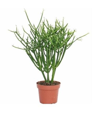 Молочай Тирукалли (Euphorbia tirucalli) D15 H30