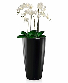 Орхидея Фаленопсис + RONDO (H-100)