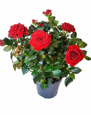  Роза красная - Rosa Isabel Hit D12 H35