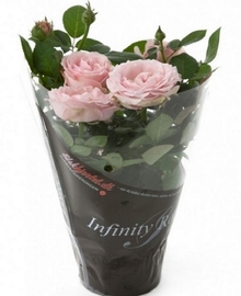 Роза Инфинити розовая D12 H30