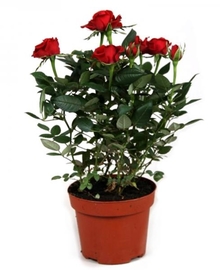 Роза Патио красная Аморе D12 H30