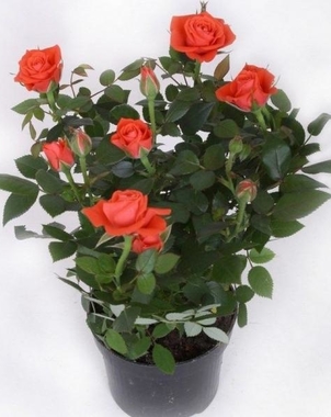 Роза Патио оранжевая Мандарина D12 H30
